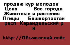 продаю кур молодок. › Цена ­ 320 - Все города Животные и растения » Птицы   . Башкортостан респ.,Караидельский р-н